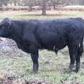 SOLD 2016 Yearling Bull 974
