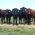 Fascinated Heifers (aka Life Without Television)