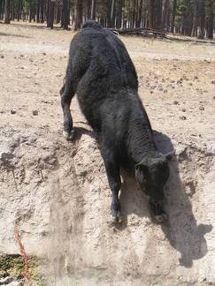 Bull taking a shortcut