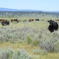 Cows on summer pasture