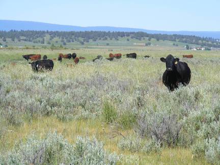 Cows on summer pasture