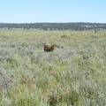 Poor little lonely calf