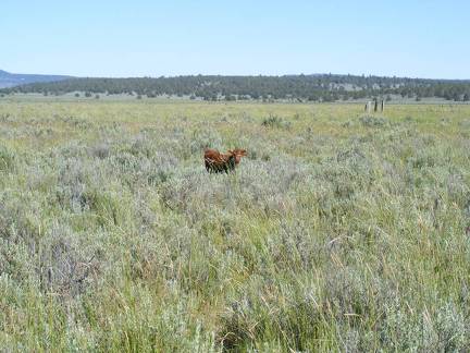 Poor little lonely calf