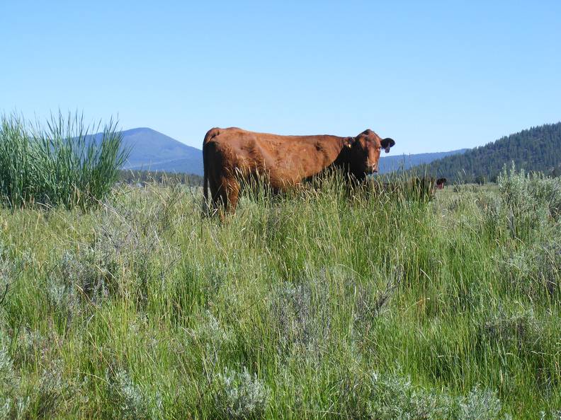 Scenic Cows