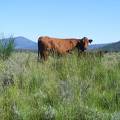 Scenic Cows