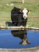 Reflection in water trough