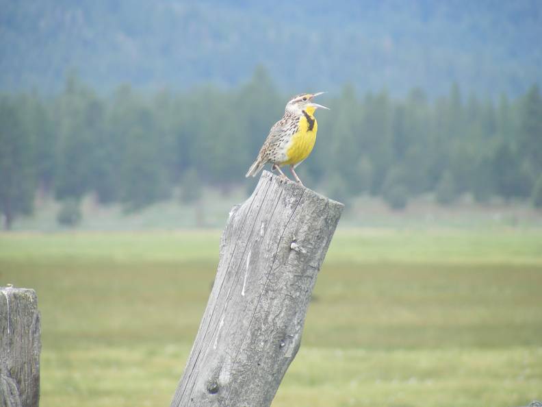 Meadowlark