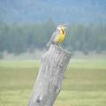 Meadowlark