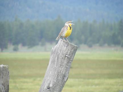 Meadowlark