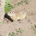 Ground Squirrel