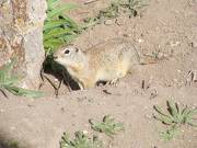 Ground Squirrel