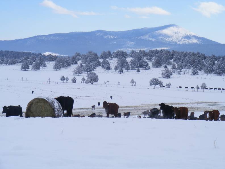 Feeding cows 