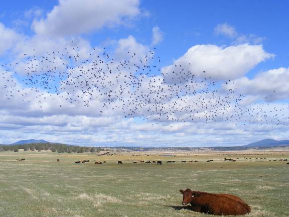 Did you see all those black birds?