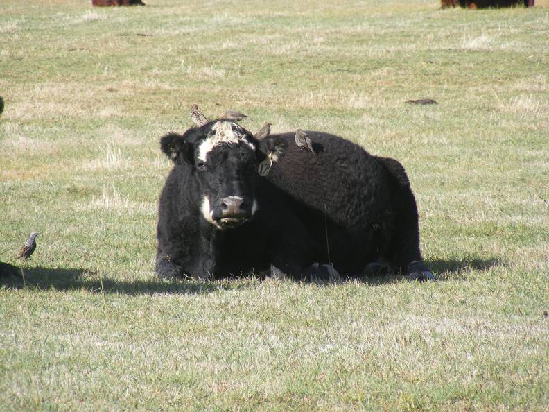 Blackbirds and cows