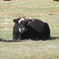 Blackbirds and cows