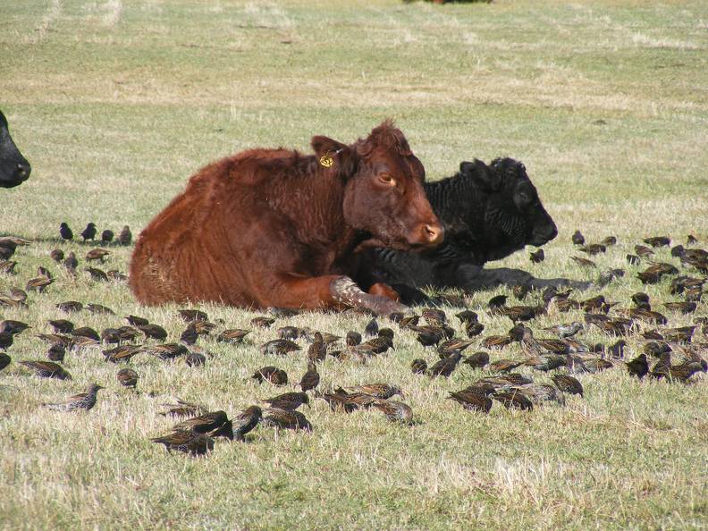Blackbirds and cows