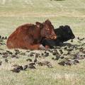 Blackbirds and cows