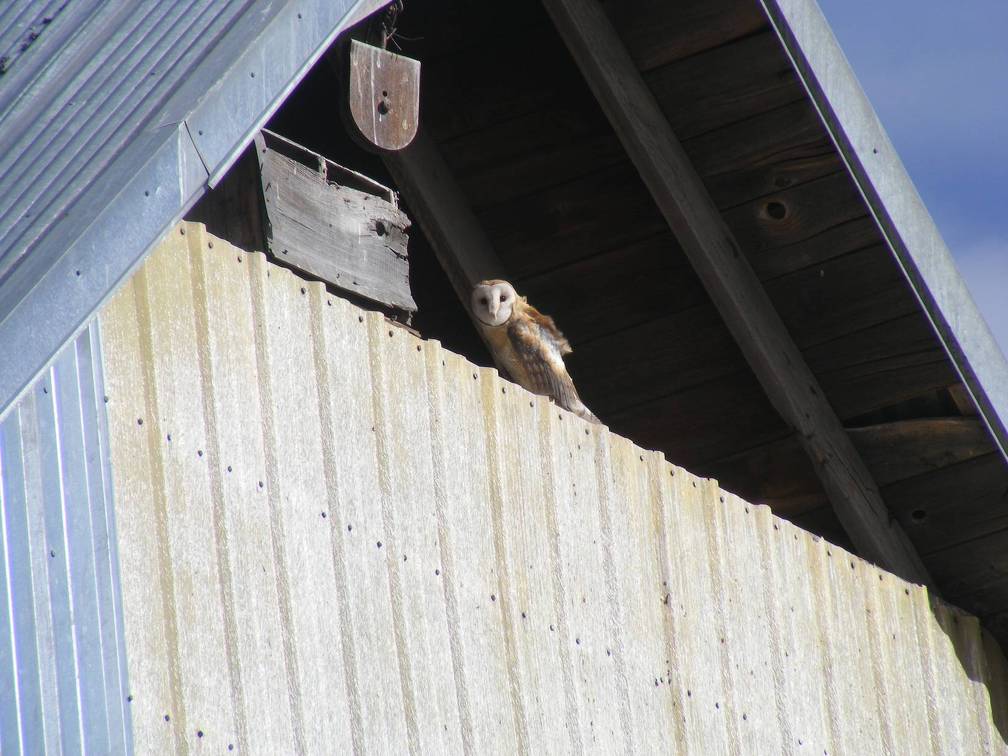 Barn Owl in barn