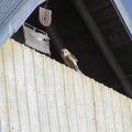 Barn Owl in barn