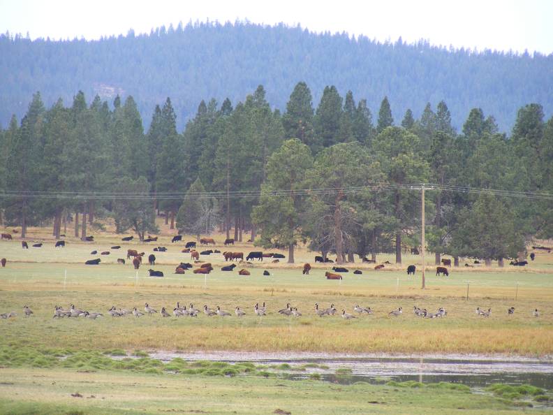 Geese, water, cows, trees, mountains-Life is Good