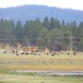 Geese, water, cows, trees, mountains-Life is Good