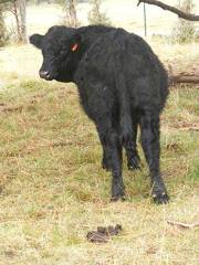 Herdsire 622 (942)  Weaner Bull  2016