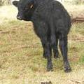 Herdsire 622 (942)  Weaner Bull  2016