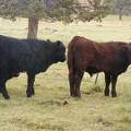 Herdsire 622 (942)  left, 613 right (SOLD) Weaners Bull 2016
