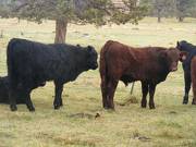 Herdsire 622 (942)  left, 613 right (SOLD) Weaners Bull 2016