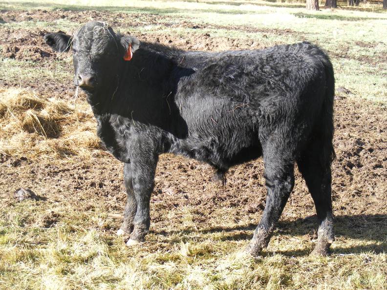 SOLD 2016 Yearling Bull 964