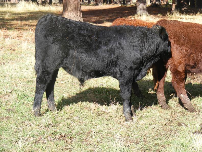 SOLD 2016 Yearling Bull 964