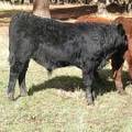 SOLD 2016 Yearling Bull 964