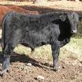 SOLD 2016 Yearling Bull 964