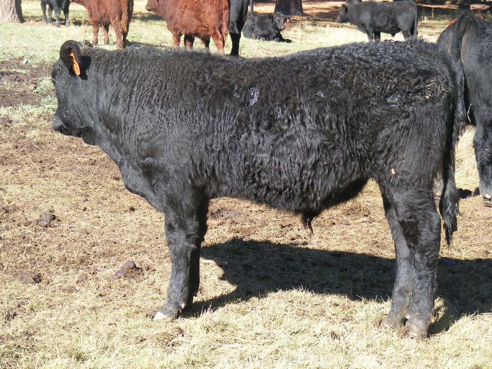 614 (016) Weaner Bull for Sale 2016