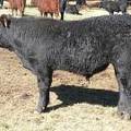 614 (016) Weaner Bull for Sale 2016