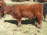 SOLD 2016 Yearling Bull 032