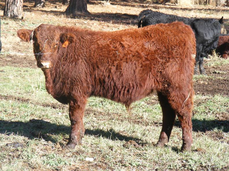 604 (84W) Weaner Bull for Sale 2016