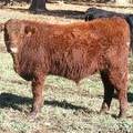 604 (84W) Weaner Bull for Sale 2016