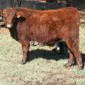 604 (84W) Weaner Bull for Sale 2016