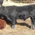 602 (567) Weaner Bull for Sale 2016
