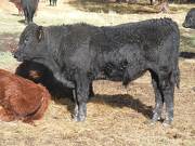 602 (567) Weaner Bull for Sale 2016