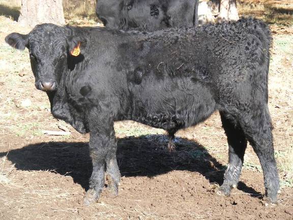 SOLD 623 (735) Weaner Bull for Sale 2016