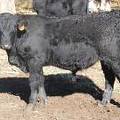 SOLD 623 (735) Weaner Bull for Sale 2016