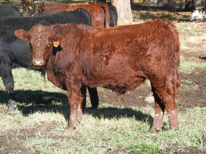 628 (739) Weaner Bull for Sale 2016