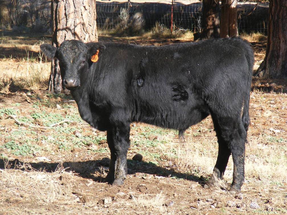 620 (881) Weaner Bull for Sale 2016