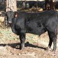 620 (881) Weaner Bull for Sale 2016