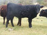 Herdsire 622 (942) Weaner Bull 2016