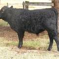 Herdsire 622 (942) Weaner Bull 2016