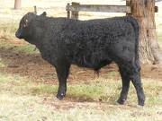Herdsire 622 (942) Weaner Bull 2016