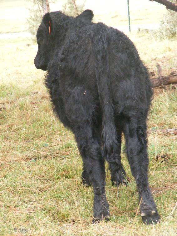 Herdsire 622 (942)  Weaner Bull 2016